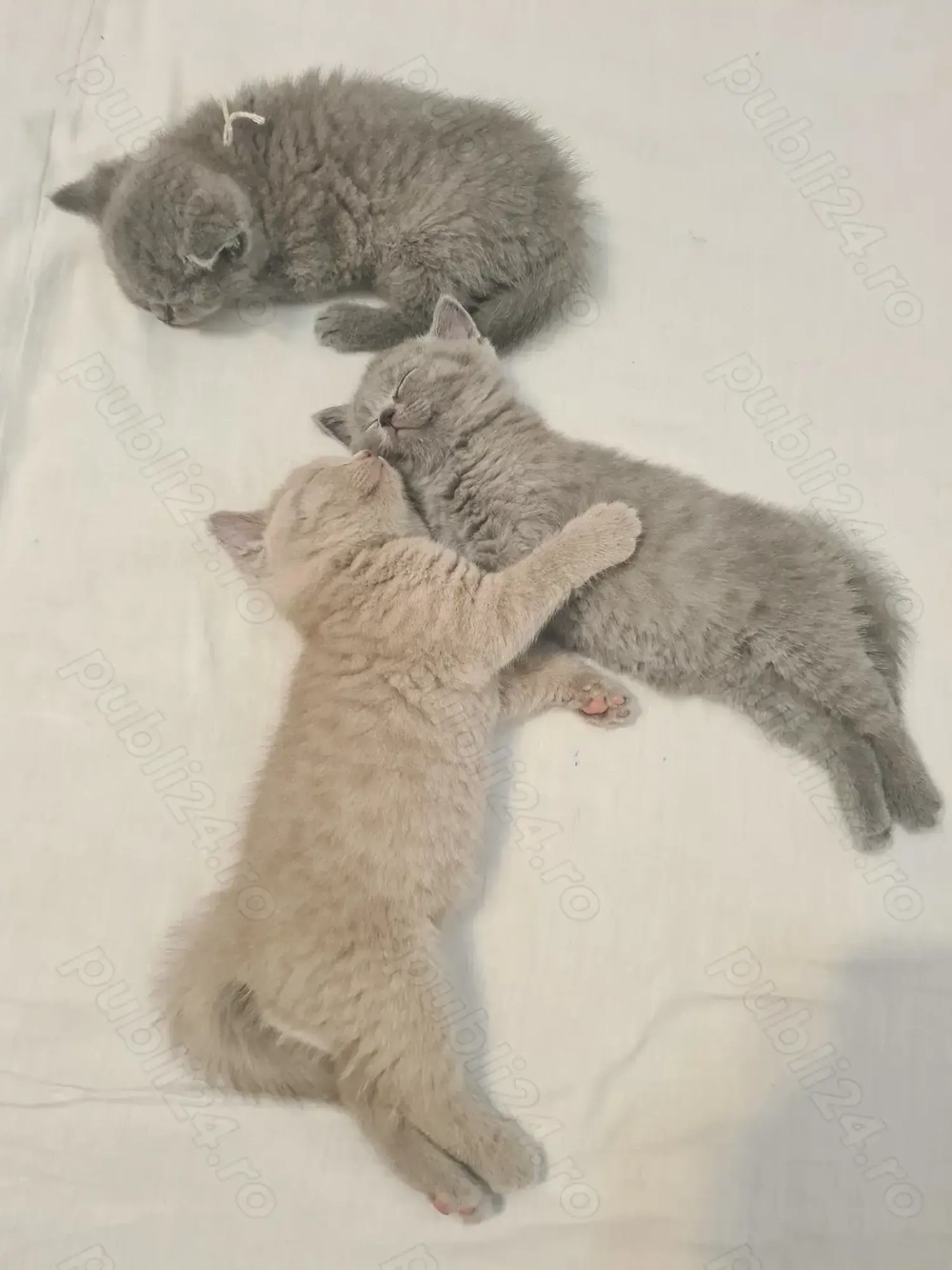 Pui British Shorthair Blue