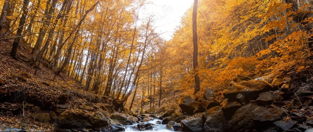Vand 10 hectare de padure in judetul Arges comuna Negrasi!