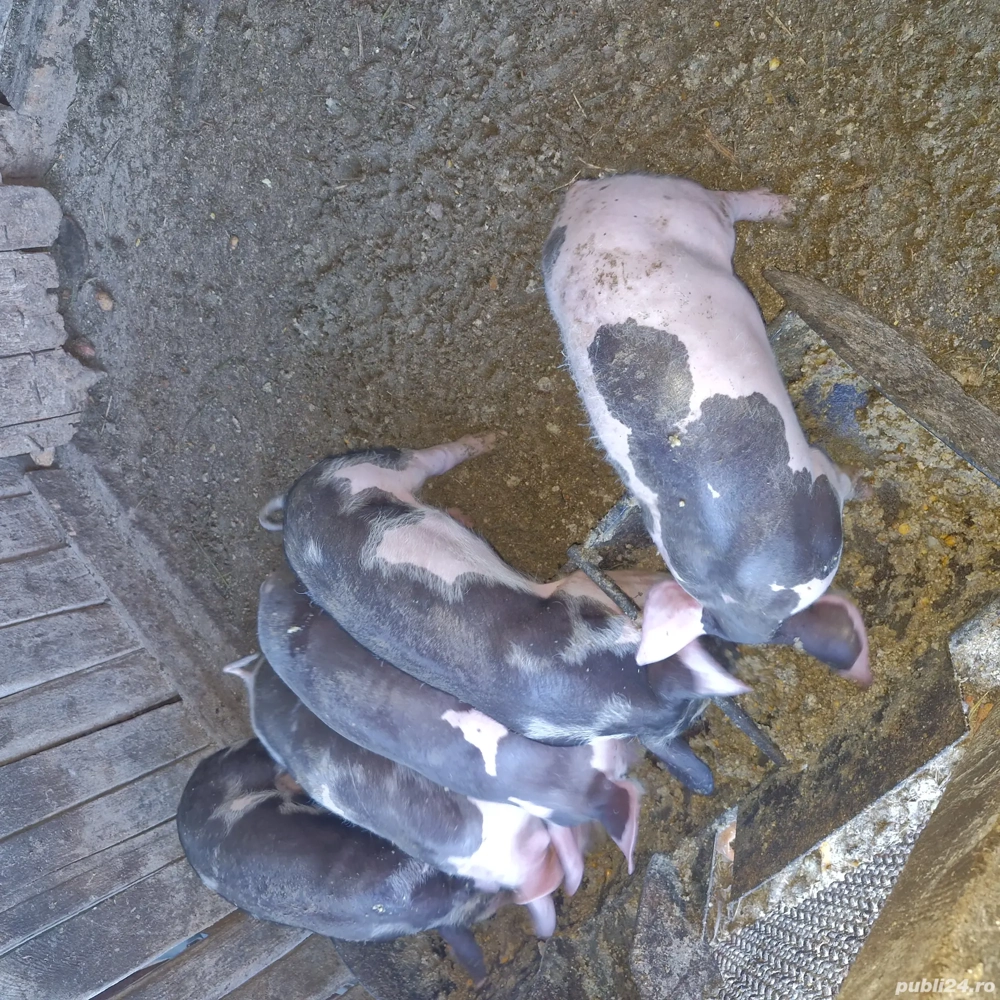 Purcei de 8 săptămână  Purcei de 8 săptămână