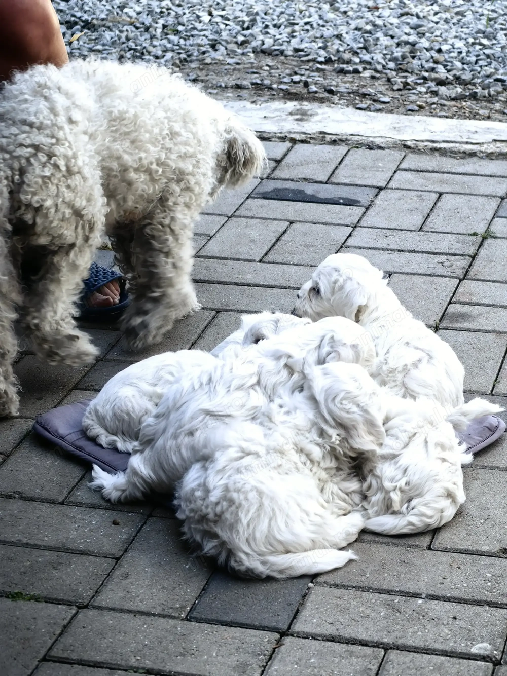 Vand catei bichon Vand catei bichon