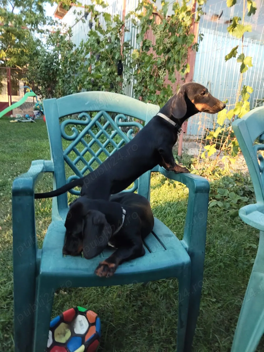 Vând Catelusa Rasa Teckel Vârstă 5 luni Cu Vaccinurile la zi ! Vând Catelusa Rasa Teckel Vârstă 5 luni Cu Vaccinurile la zi !