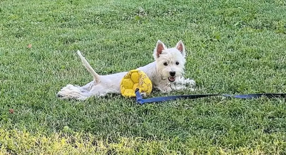 West highland white terrier  West highland white terrier