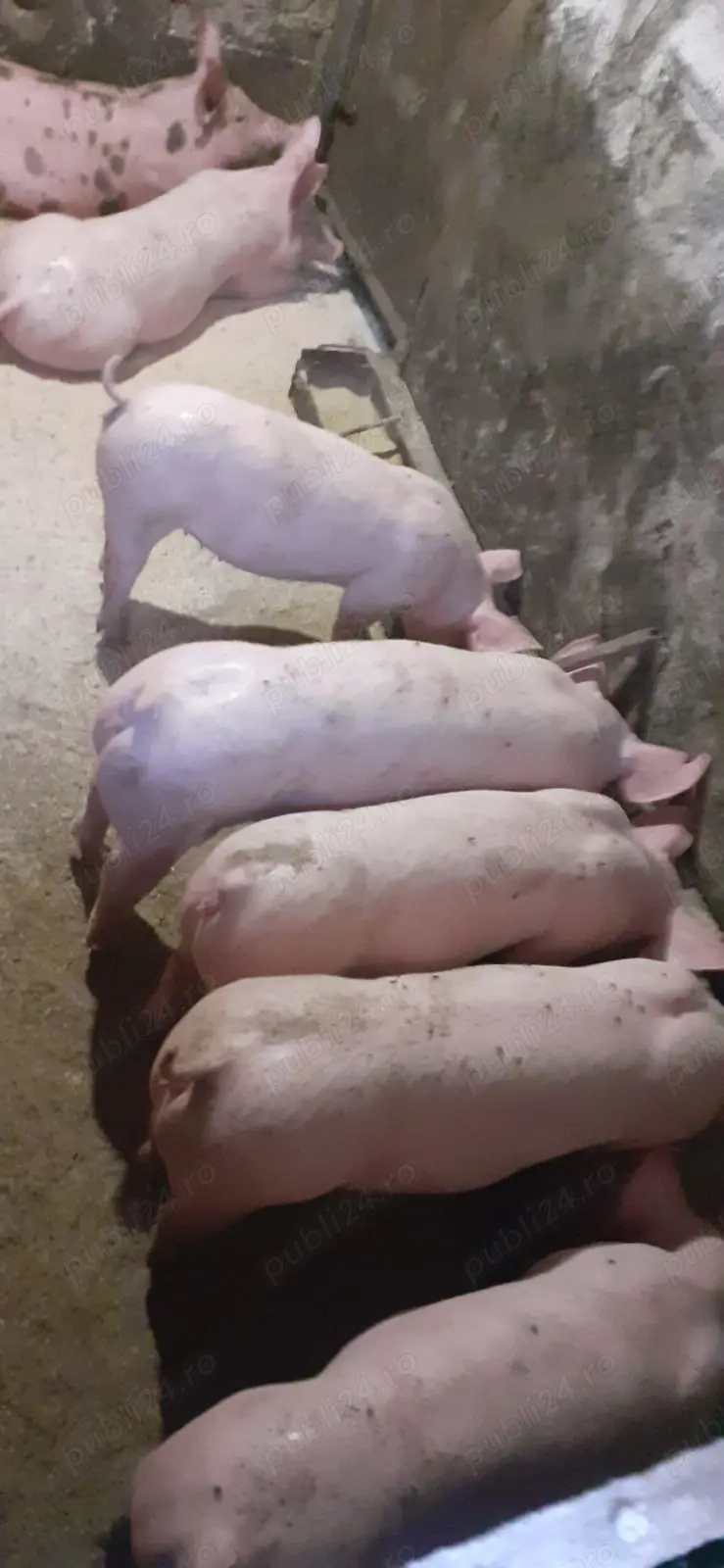 Purcei de vânzare  Purcei de vânzare