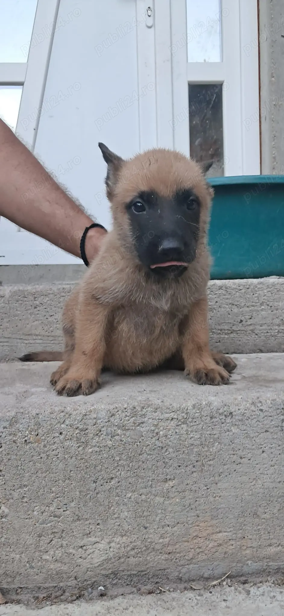 Belgian Malinois Disponibil