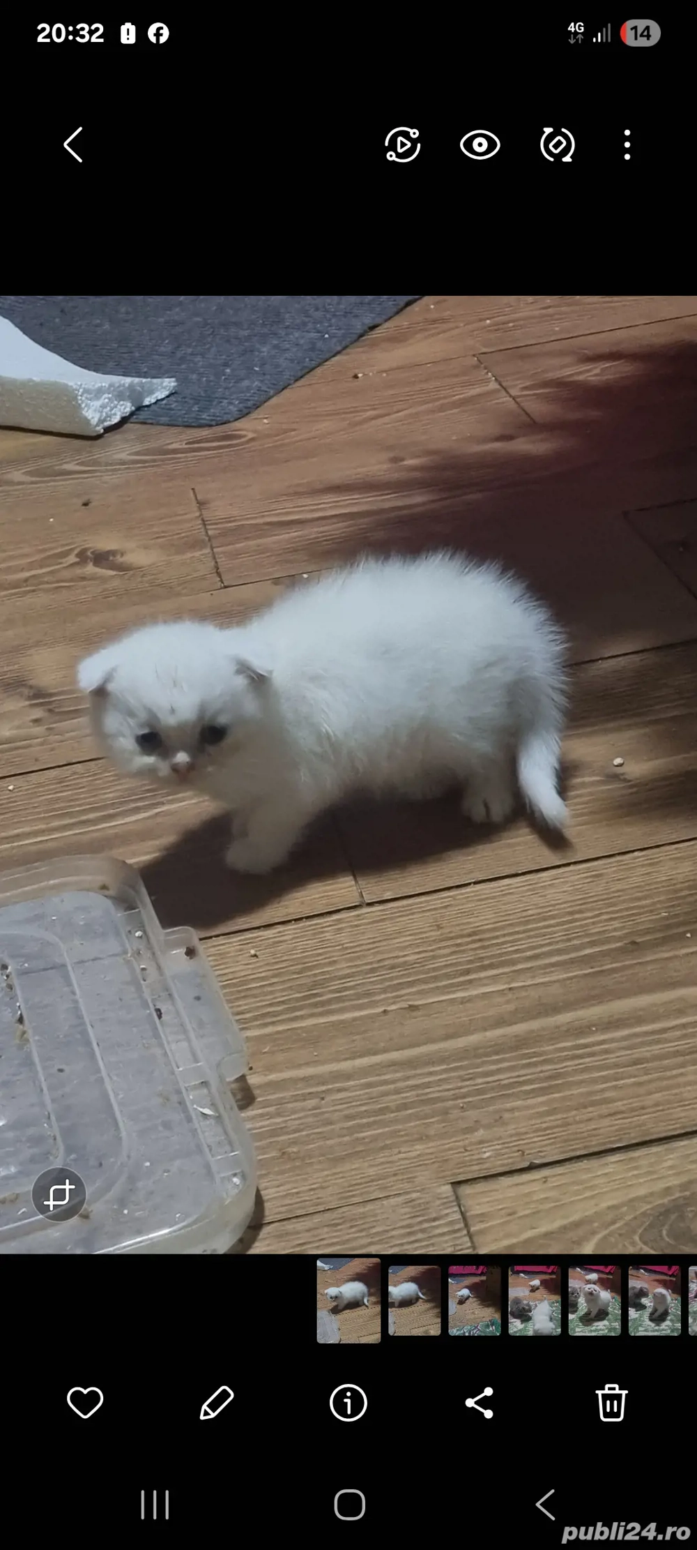 Pisici british șchotish