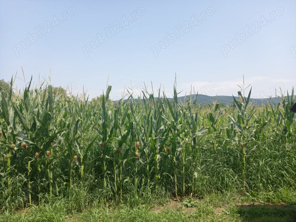 Proprietar- vând teren in Chelmac.