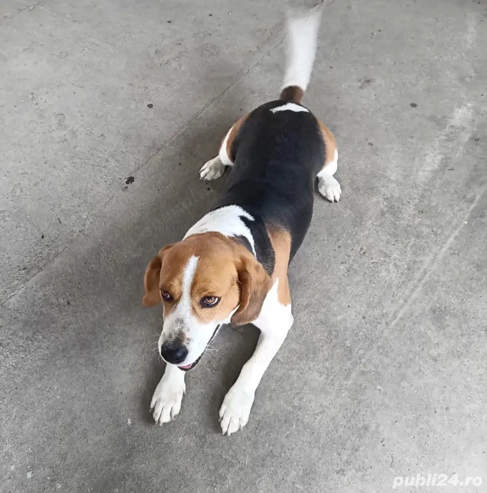 Beagla mascul 