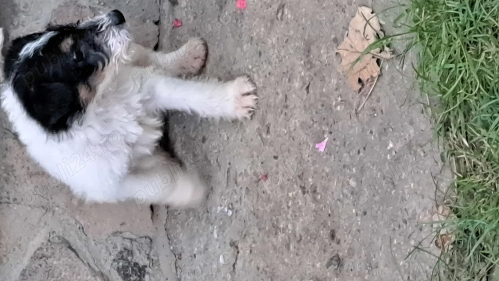 Fox Terrier  de vânzare