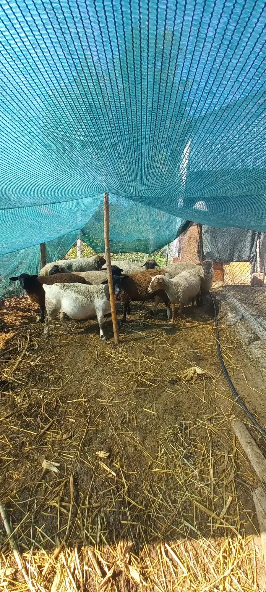 Vând 5 oii a fata și un berbecut