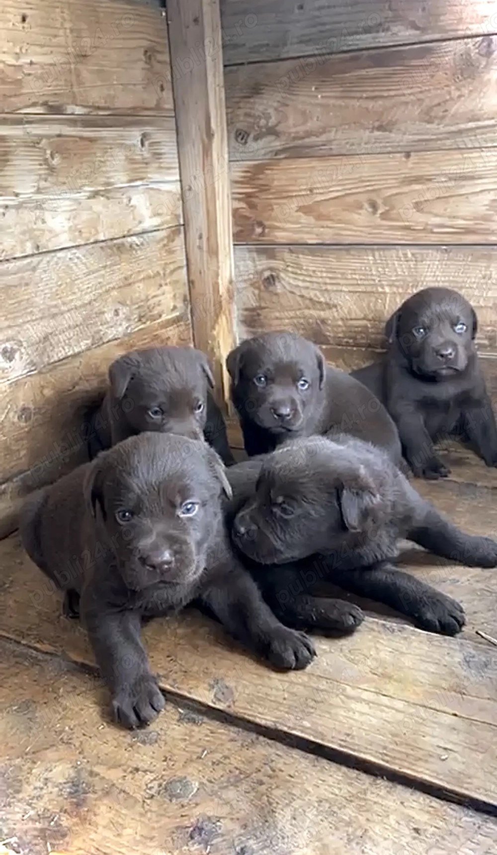 Căței labrador ciocolatiu și auriu 