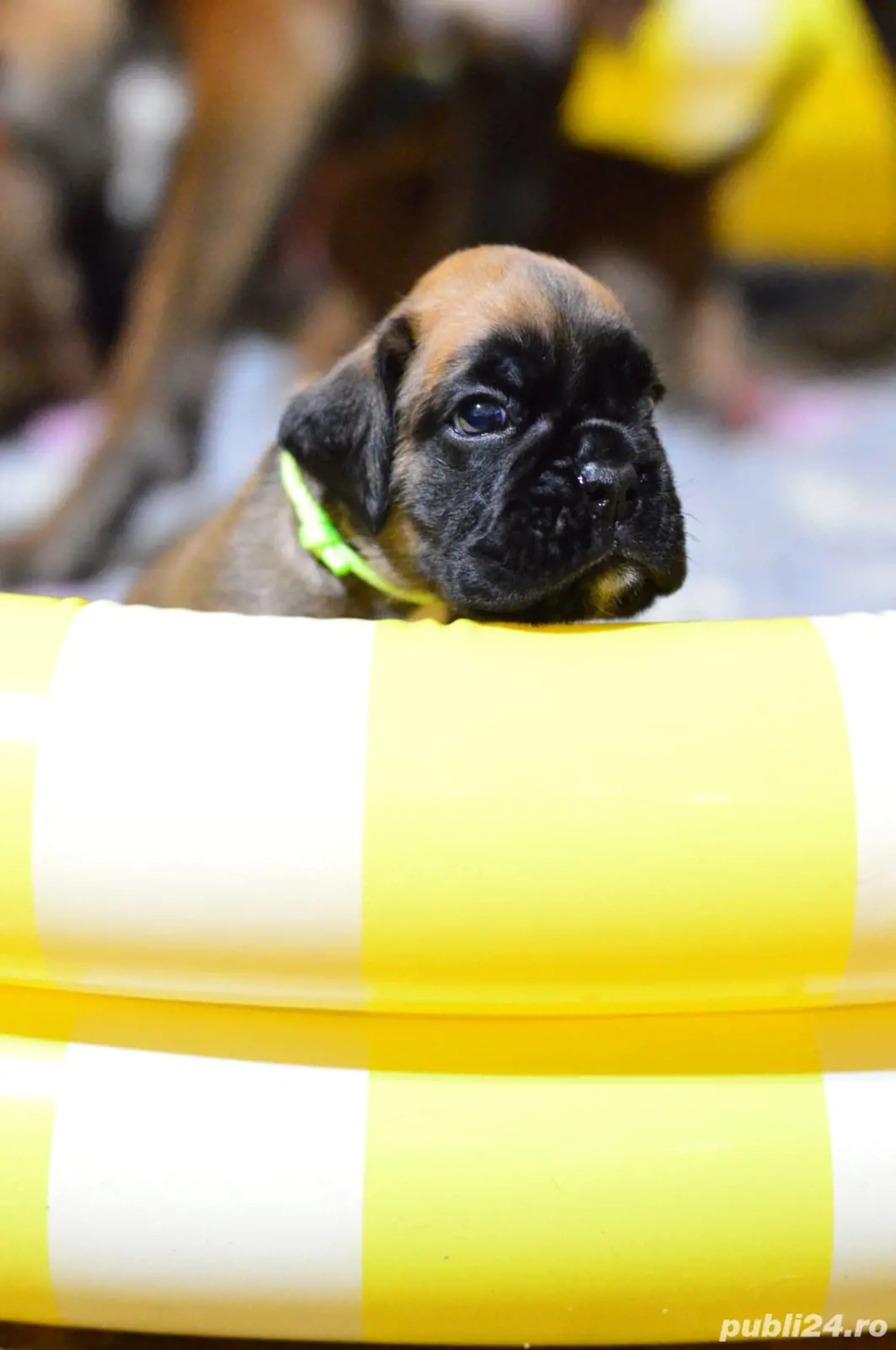 Pui Boxer cu Pedigree 