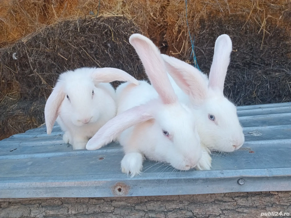 Iepuri metis  5 luni, masculi sănătoși Iepuri metis  5 luni, masculi sănătoși