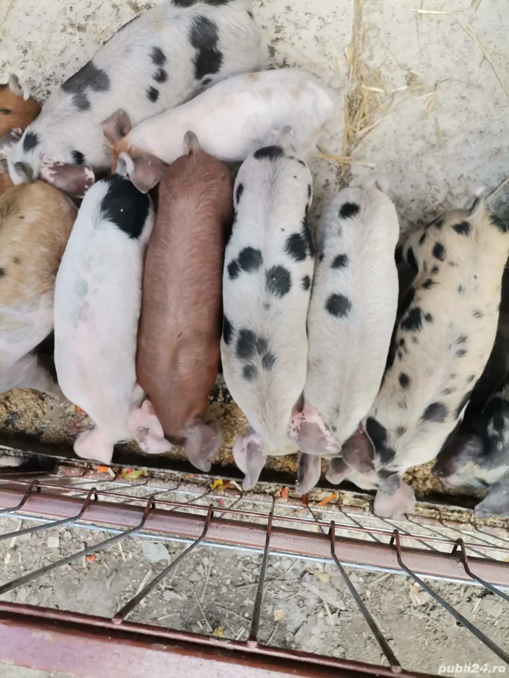 purcei intarcati de vanzare