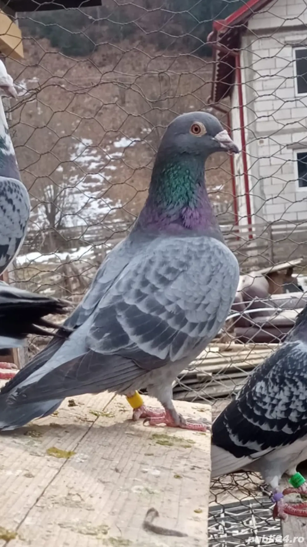 Porumbei voiajori masculi si femele