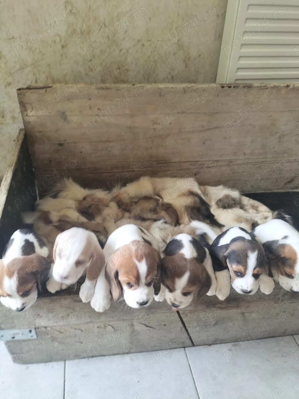 Vând cățelusi beagle 