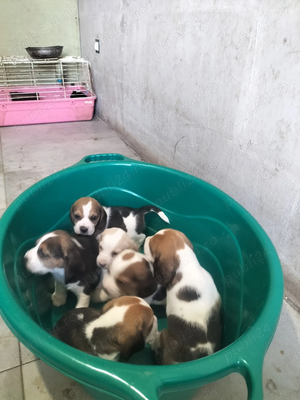 cățeluși beagle  cățeluși beagle