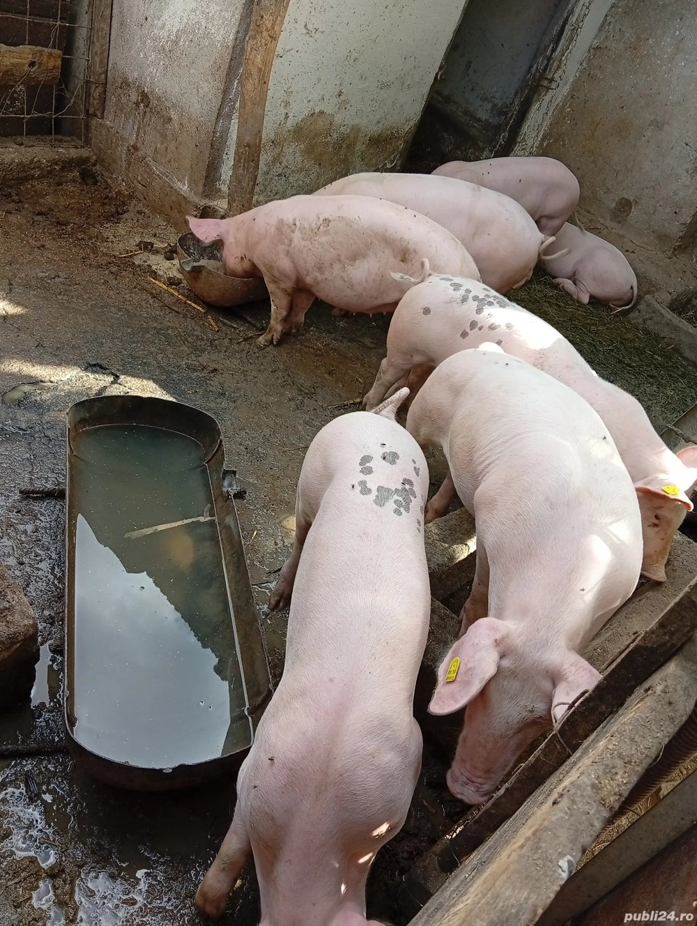 vand porci vand porci