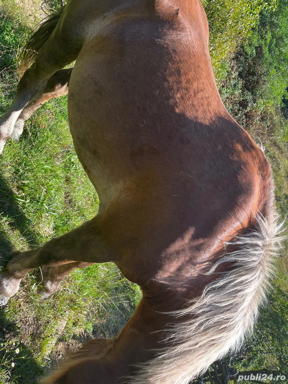 Vand iapa  Vand iapa