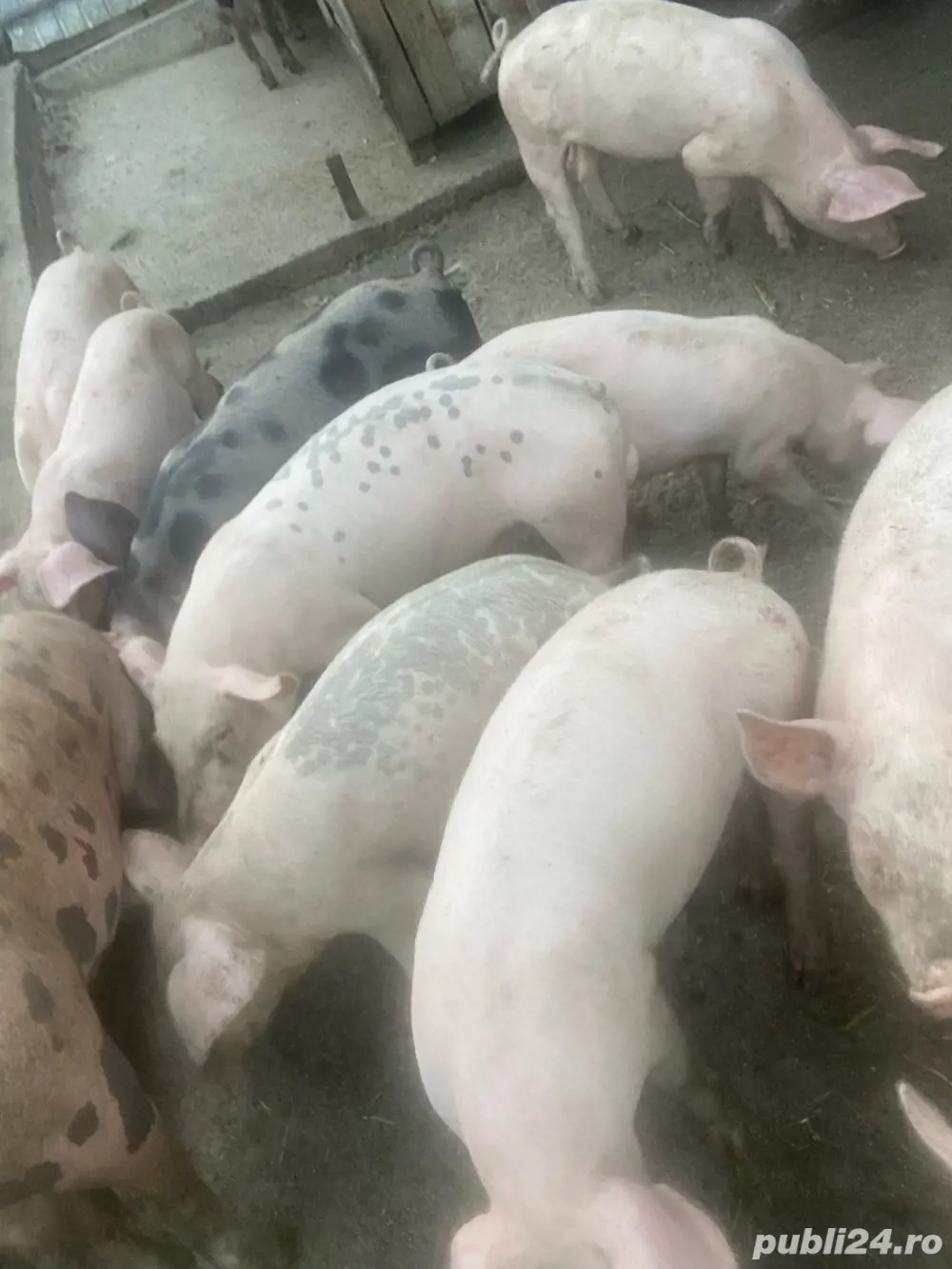 Grăsuni de vânzare Grăsuni de vânzare