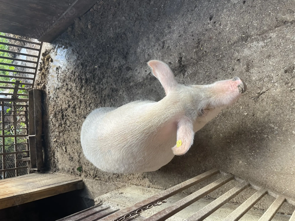 Vând porc de Crăciun