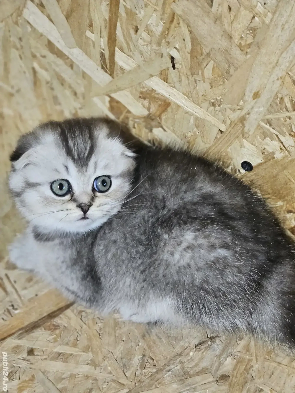 Scottish  fold chinchilla