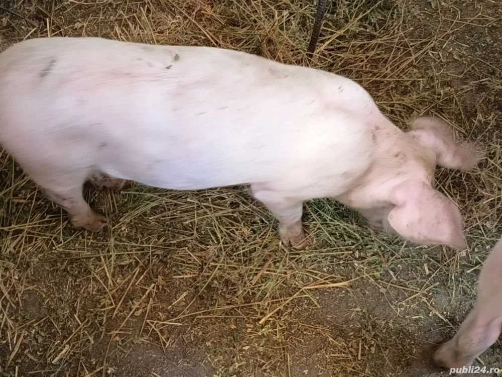 purceluși de vanzare 