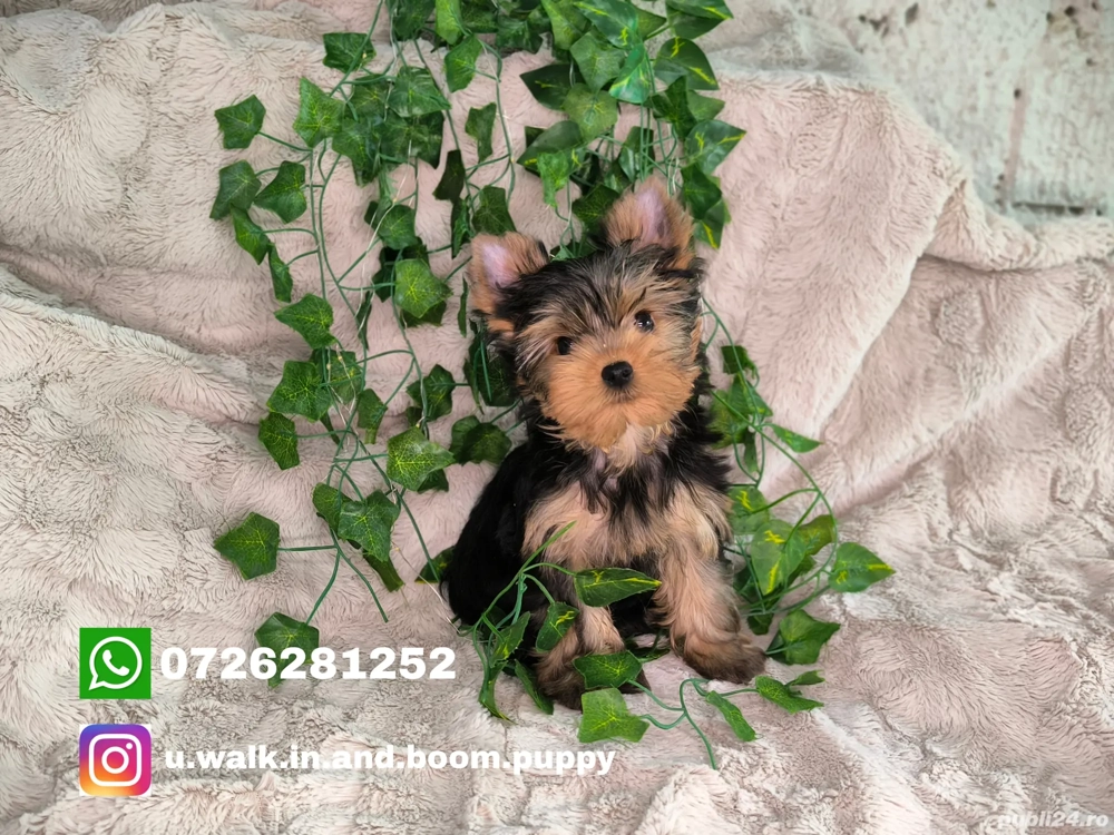 Vand baietel Yorkshire terrier mini