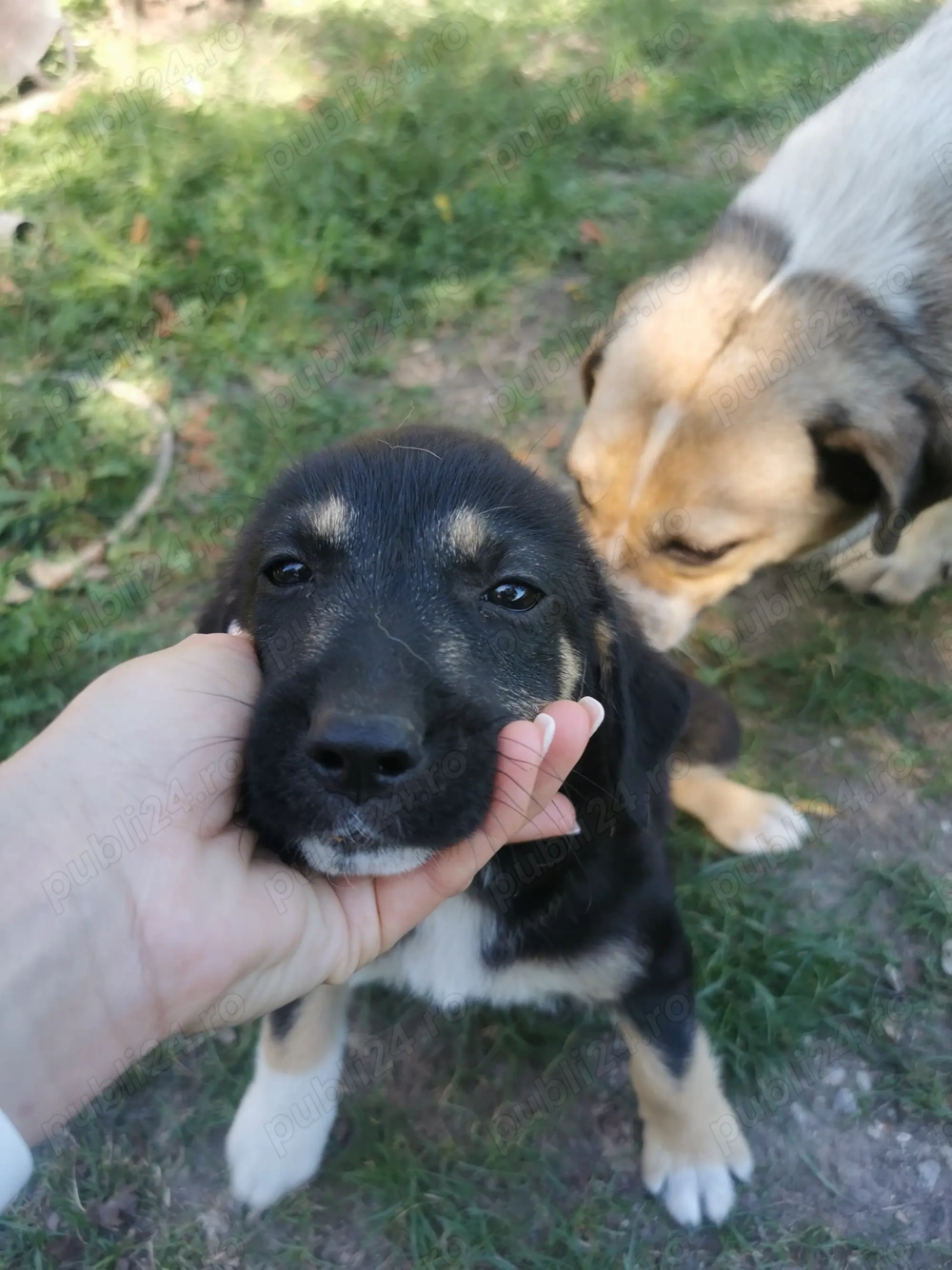 Donez 2 căței de 7 săptămâni talie mica! 