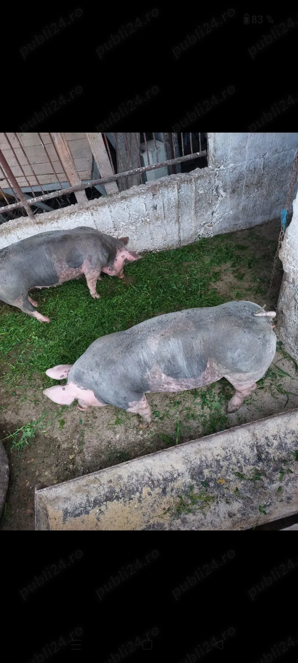 Vând scroafe de prăsilă petrean