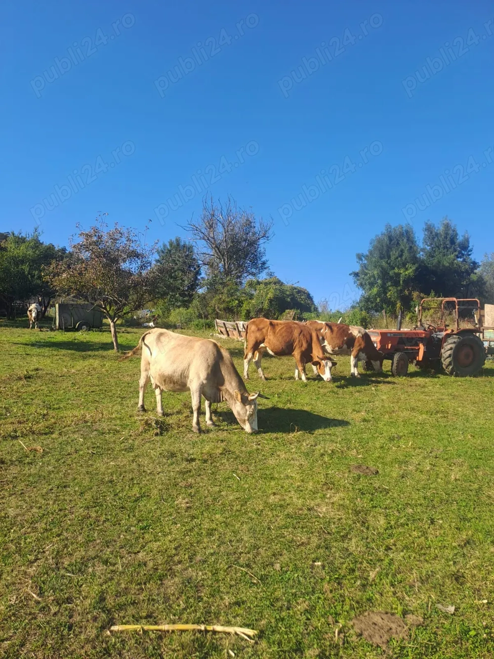 Vand vaci si bivolițe Vand vaci si bivolițe