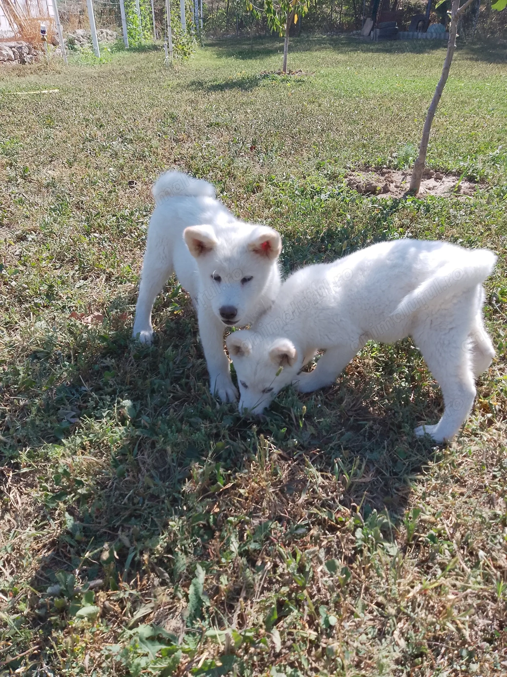 Dornici de joacă și afecțiune  Dornici de joacă și afecțiune