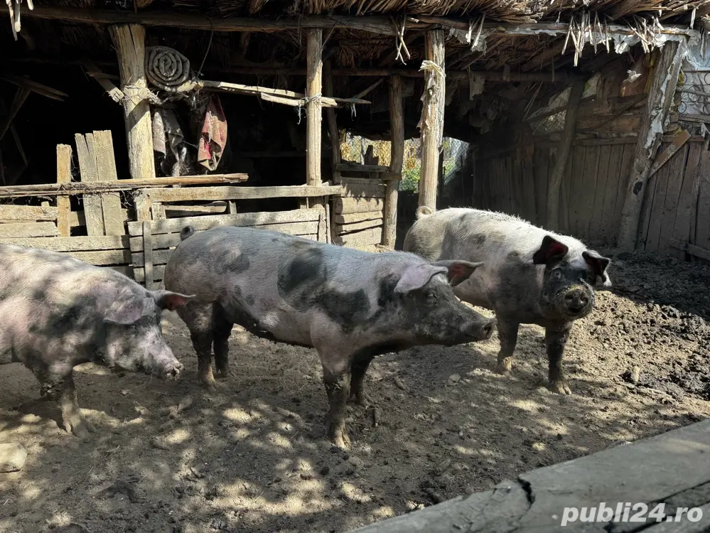 porci de carne porci de carne