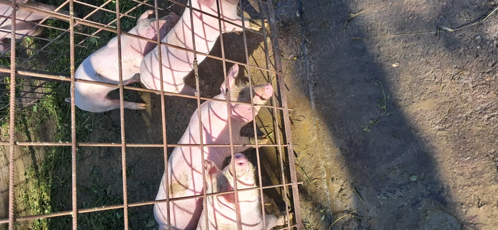 Vând purcei 7 saptamani Vând purcei 7 saptamani