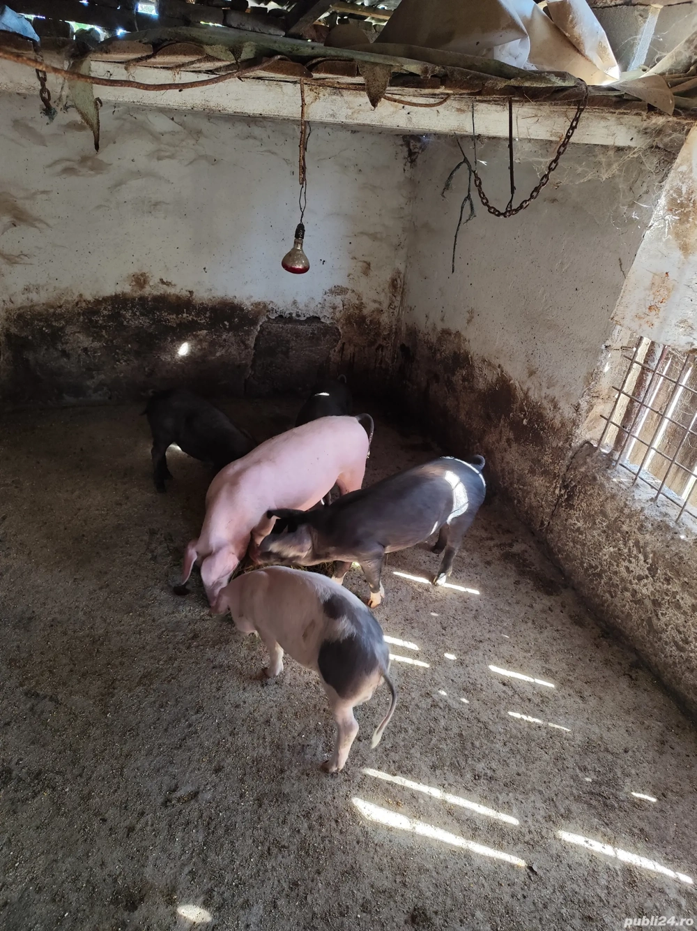 Purcei bazna cu landras 