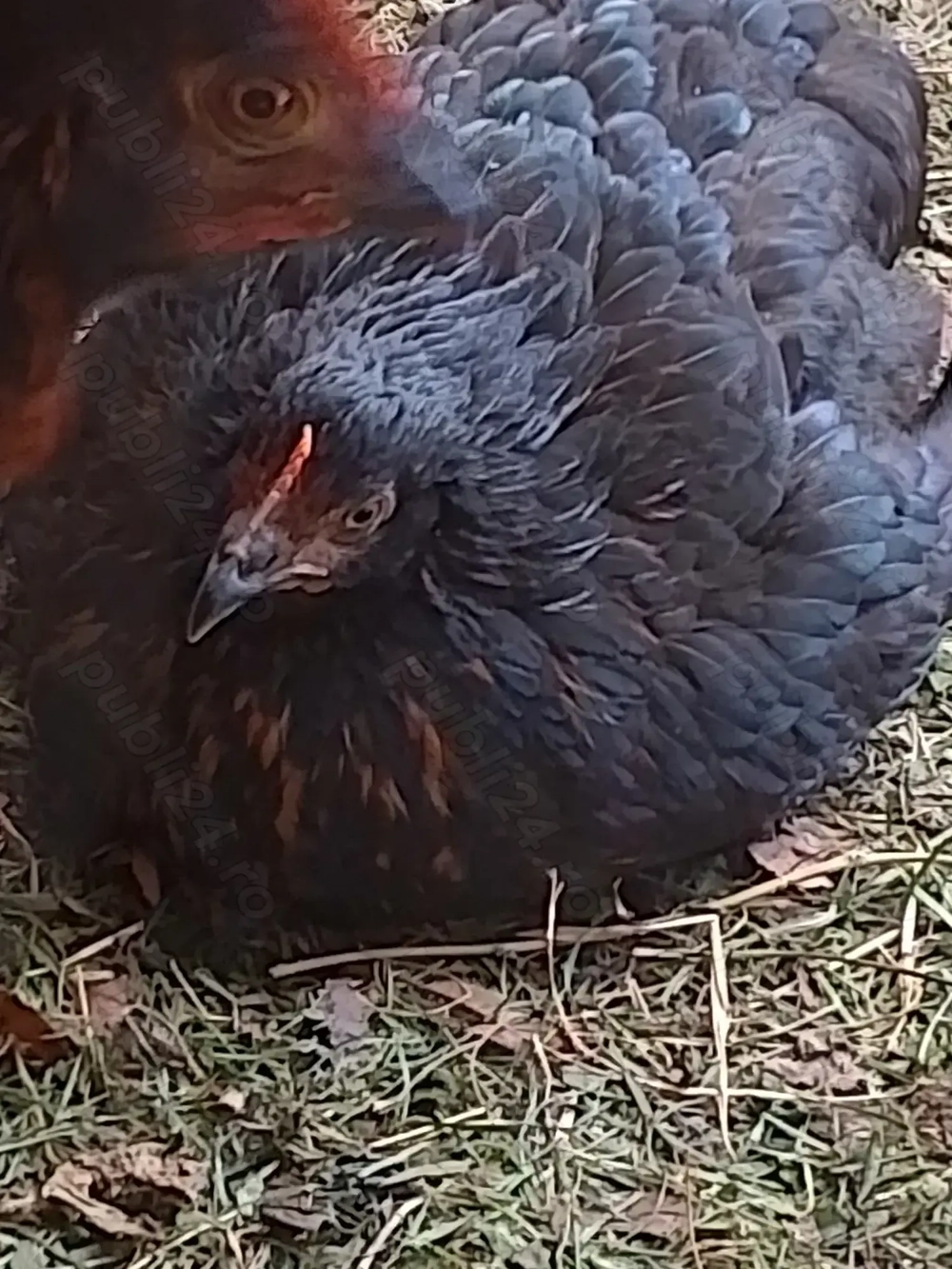 Găini negre de Moravia 