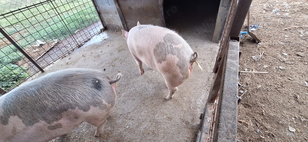 Porc de carne petrean cu landrace