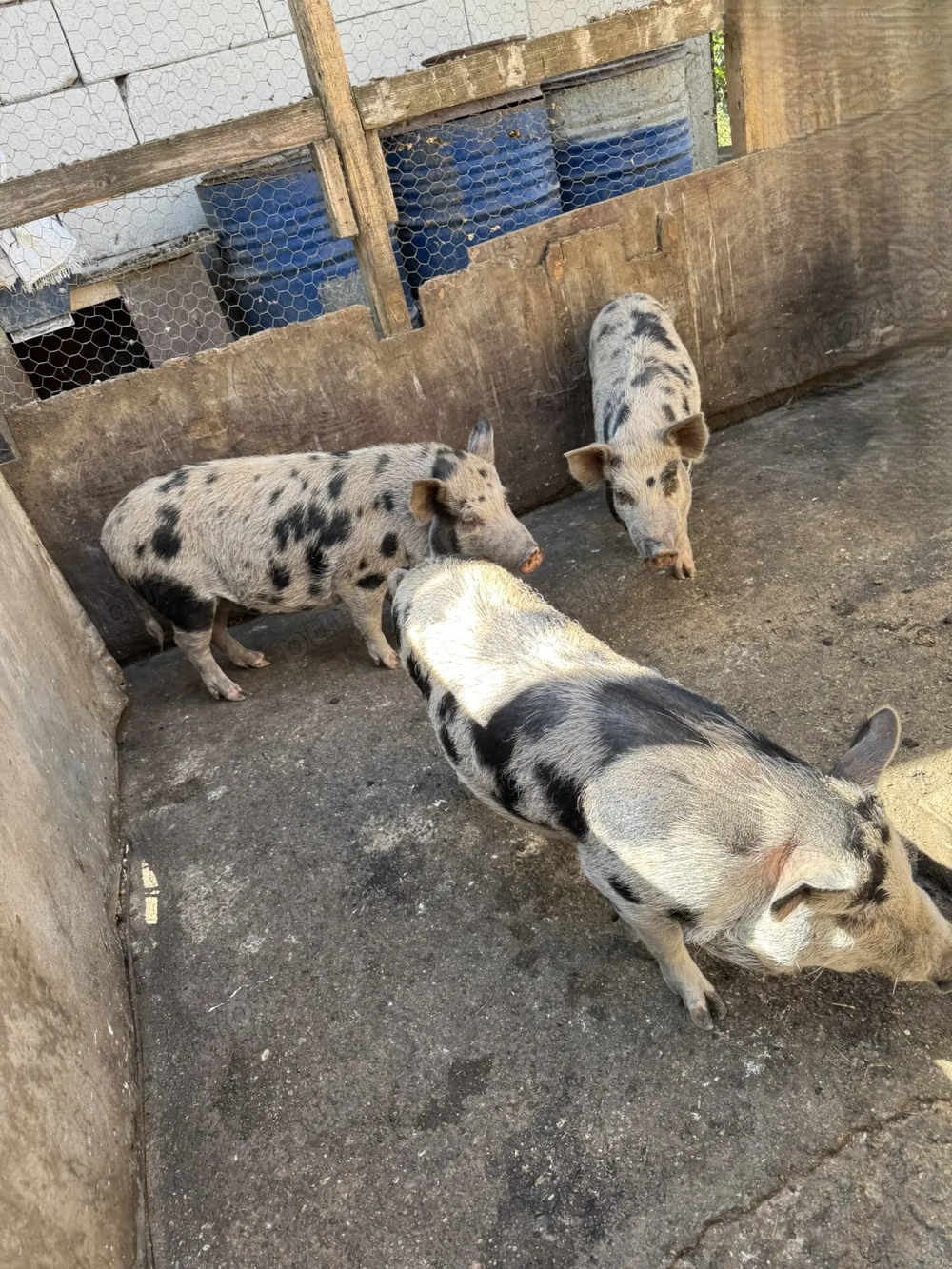 Vand porci vietnamezi 