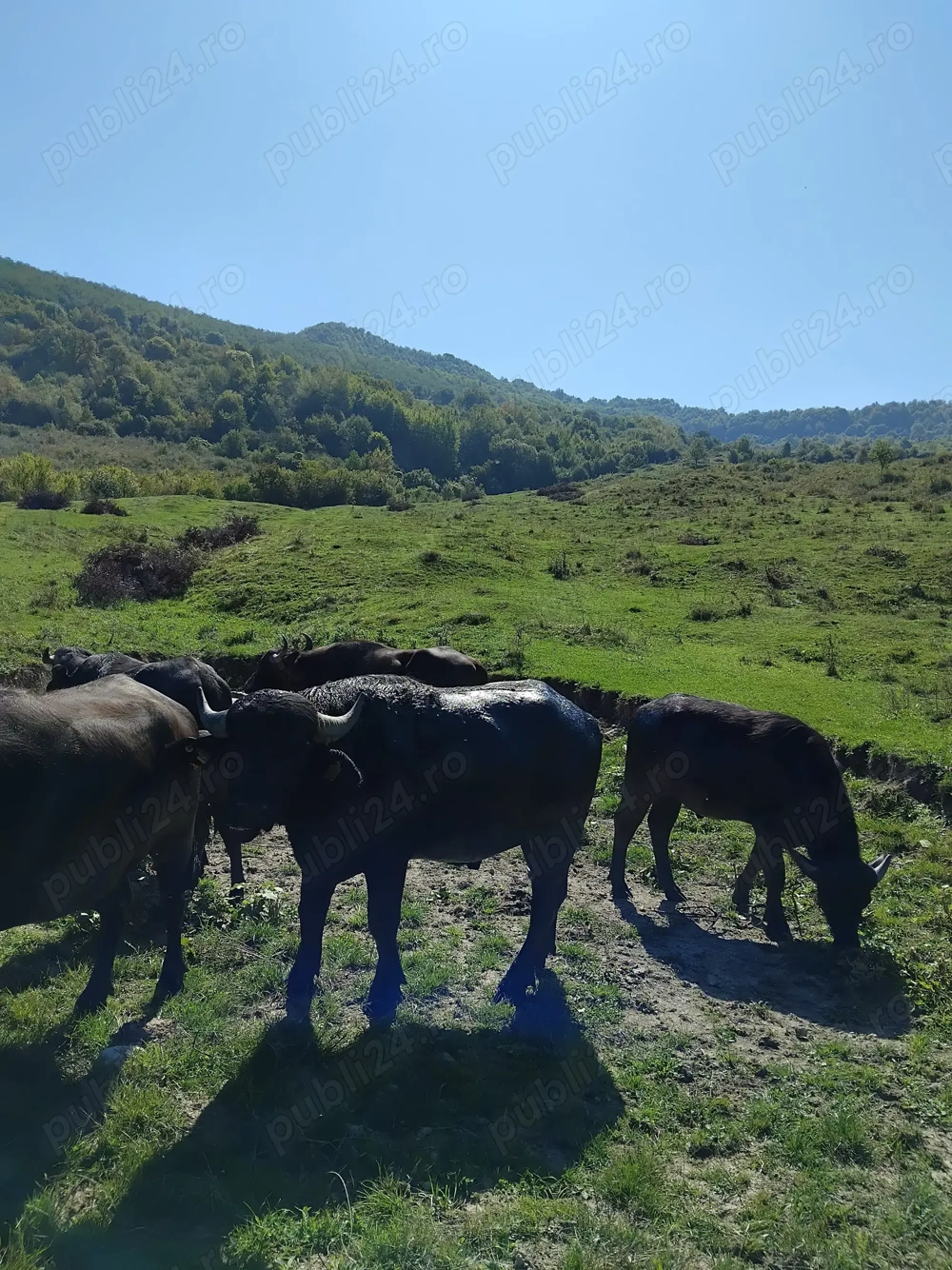Tauri de bivol cu certificat de origine
