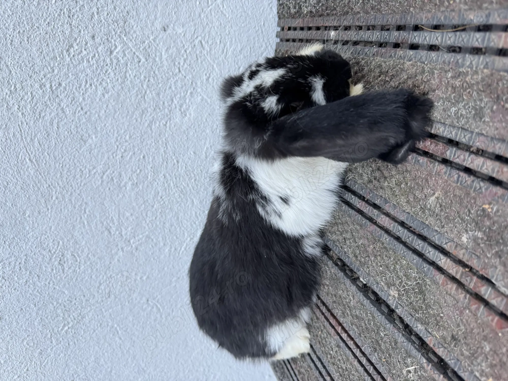 Berbec german,3 luni