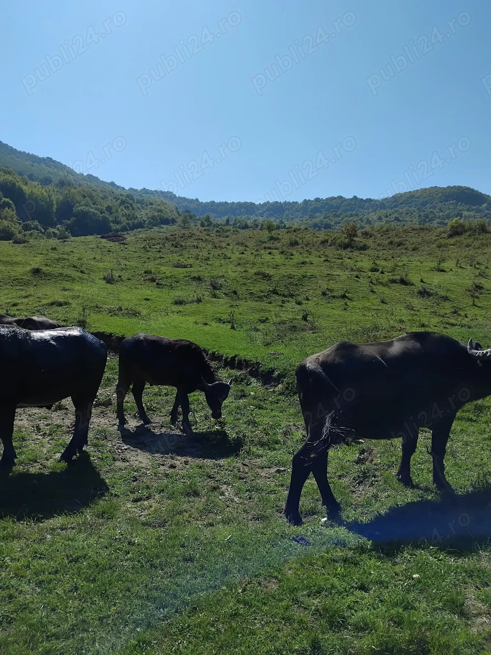 VAND BIVOLITE cu sau fara vitei VAND BIVOLITE cu sau fara vitei