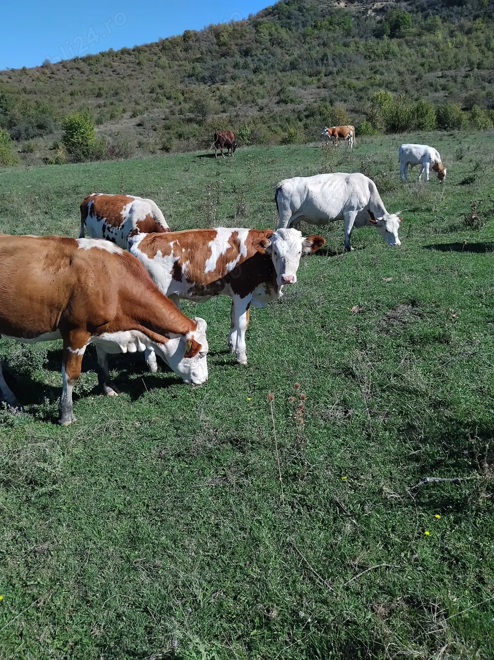 Vind vaci de lapte , juninci si vitei
