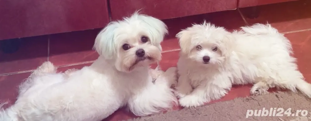 Vand catelusa bichon maltese mini toy  Vand catelusa bichon maltese mini toy