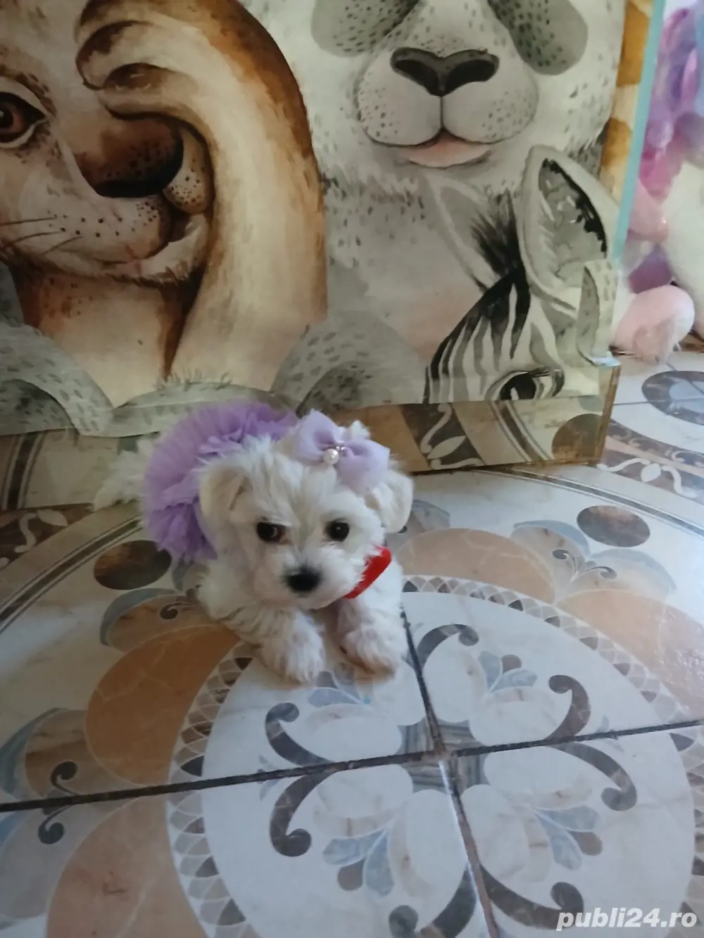 bichon maltez minii toy fetita