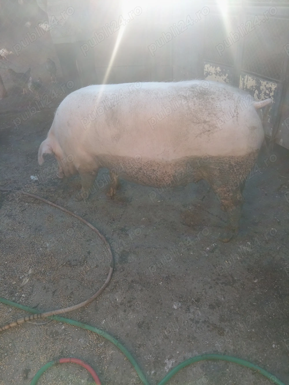 Porc de vânzare.  Porc de vânzare.