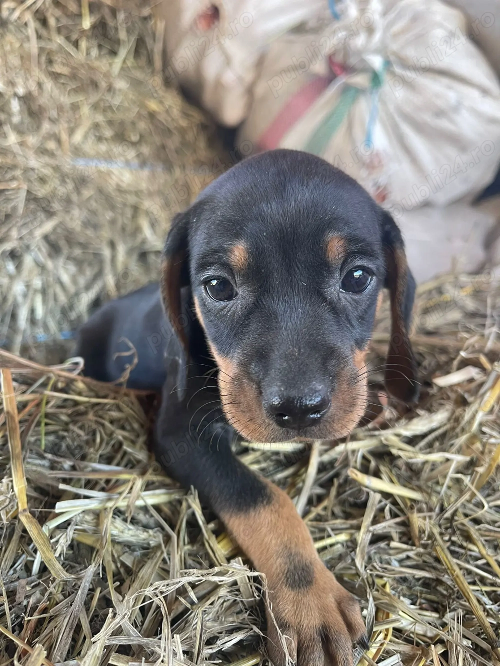 Cățeluși teckel dachshund Cățeluși teckel dachshund