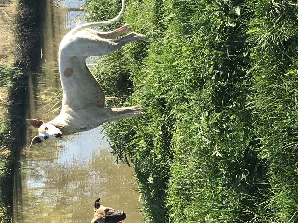 Devanzare ogar Femela 1ani si 4 luni Devanzare ogar Femela 1ani si 4 luni