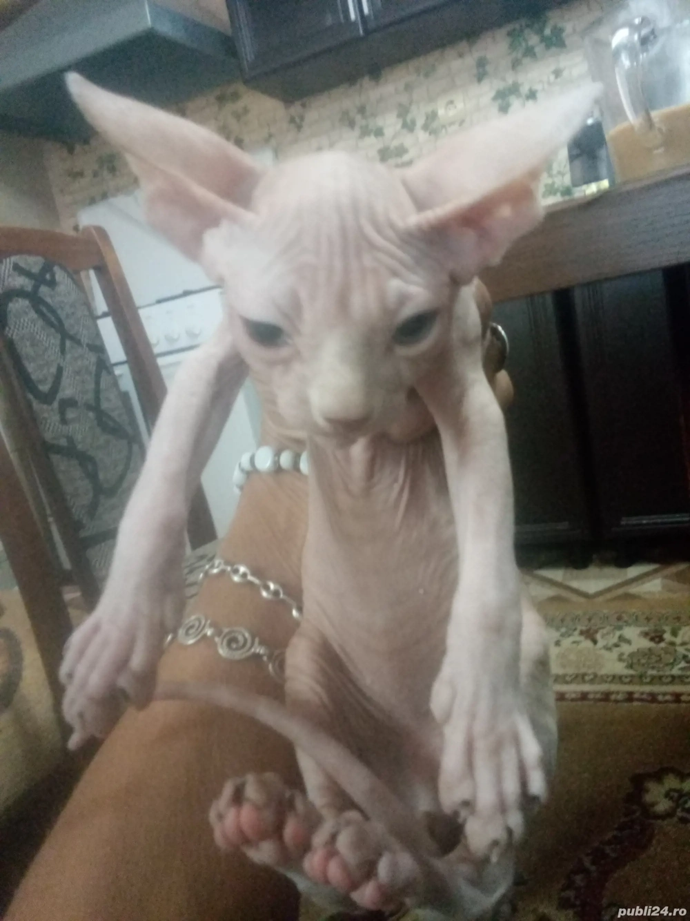 Pisic sphinx canadian Pisic sphinx canadian