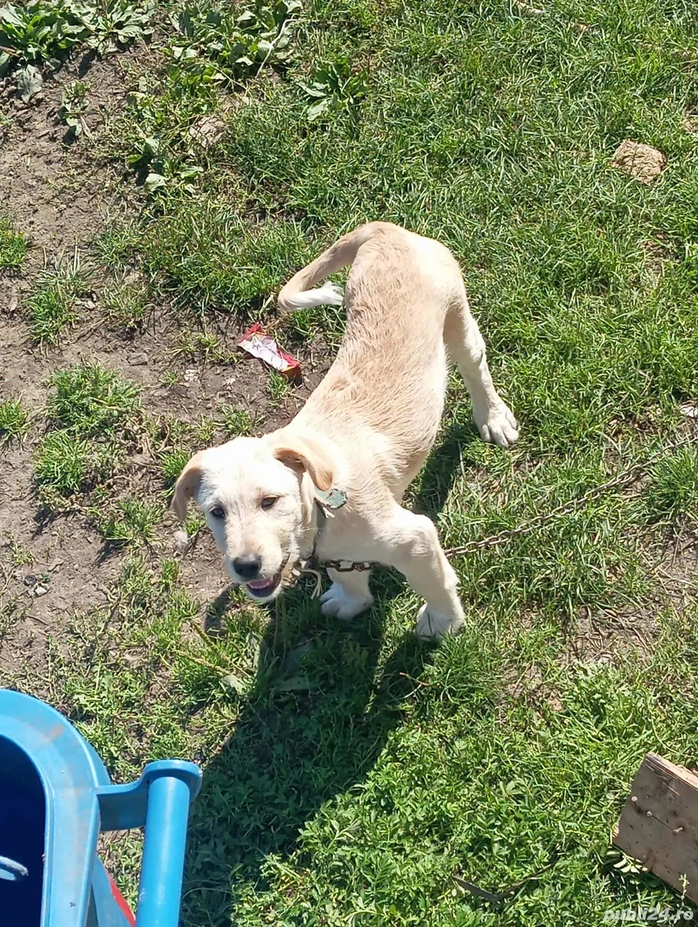 Cațel ciobănesc de vânzare 