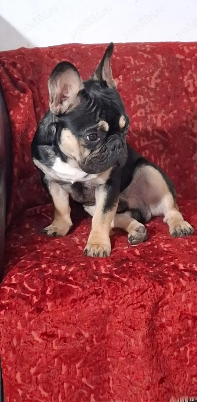 De vanzare mascul reproducator De vanzare mascul reproducator