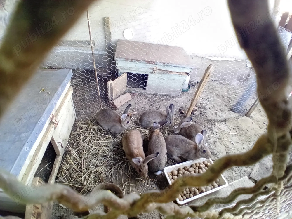 Iepuri de vanzare cei mai dragalasi